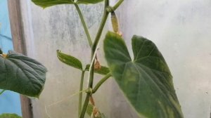 ?Подкормка огурцов азотом. Желтеют завязи? Принимаем меры.?