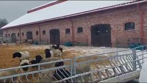 Кормление и содержание баранов зимой в морозы #дорпер #dorper #dorpersheep #овцеводство #breeding