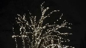 Fountain Light Park - Evening Relaxation [13 December 2018]