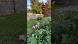 Наталья Фриске поделилась милым видео, на котором дочь помогает ей по огороду
