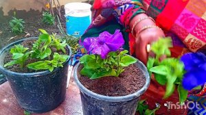 Petunia Flower plant  ki cutting Kaise lagaen पिटूनिया की कटिंग लगाने का बहुतही सरल तरीका