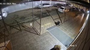 В мире животных часть 1
