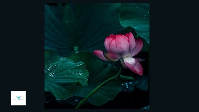 Liên khúc Hoa- gió- tâm an- 20 phút Nhạc Phật thiền mưa rừng thiên nhiên thư giãn смотреть онлайн