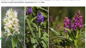 Садовые орхидеи – пальчатокоренники