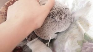 БАСИК СЛОМАЛ ЛАПУ