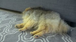 ?ЩЕНОК СПИТ МНОГО (ПОЧЕМУ?) - ОТВЕТЫ смотри на канале Шпиц Рони Пом, Говорящая собака, ДОГВЛОГ