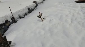 Защищаем хвойные от солнечного ожога. Обработка, Пуршат-О.