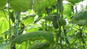 Огурцы Мирабель на  17 июля