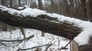 Продолжаем заготавливать дерево - дубовый и липовый валежник