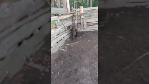Дратхаар притравка по кабану