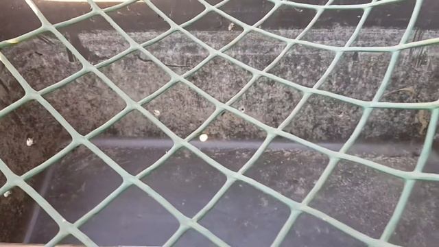 Посадка нимфей в водоем с карпами! Емкость для нимфей в водоем с карпами! Часть 1 смотреть онлайн