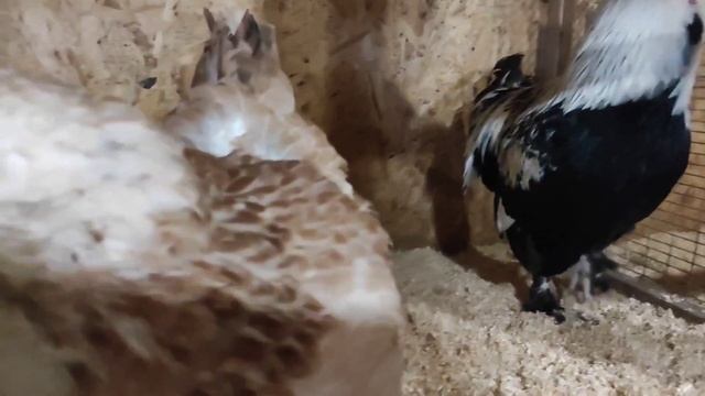 Куры породы Фавероль. Почему завела и почему все еще не рассталась с этой породой. смотреть онлайн