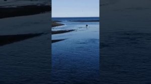 Тонны рыбы в сети браконьеров попали на Сахалине 1 часть