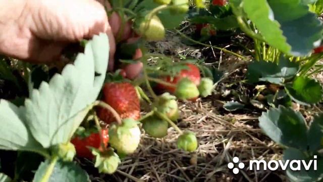 КЛУБНИКА | Лучшие сорта клубники | Ремонтантная клубника выращивание | Моя дача в Хабаровске смотреть онлайн