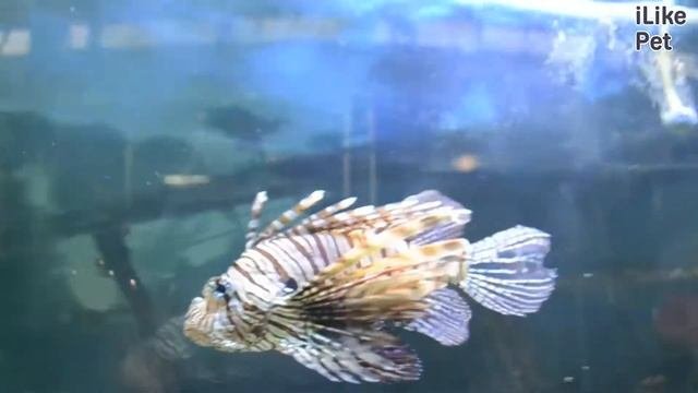 Крылатка зебра чернополосая Содержание на Ilikepet