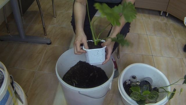 Цветочные будни. Пересадка цветов. Из стаканчиков в горшки. смотреть онлайн