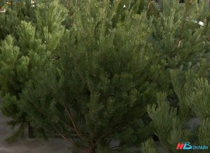 Крымская и европейская сосна, русская ель: как в Волгограде выбрать новогоднее дерево