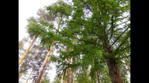 Какое дерево выбрать в сруб?