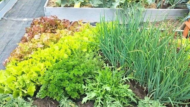 Огород не Как у Всех Есть на что посмотреть. Июнь