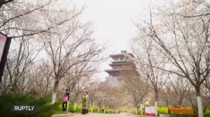 Сотни людей собрались в Китае посмотреть на цветение сакуры (видео)