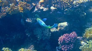ВОЛШЕБНЫЙ МИР ПОД ВОДОЙ - КРАСИВАЯ РАССЛАБЛЯЮЩАЯ МУЗЫКА. ШУМ НА ДНЕ ОКЕАНА ???