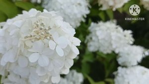 Марина Иванова.Куда пропала.К кому и зачем приходила полиция