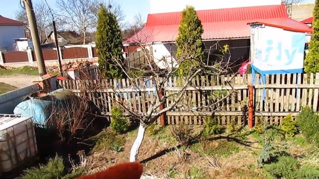 История одной алычи. Обзор за 3 года. ОБРЕЗКА АЛЫЧИ И ПЕРЕПРИВИВКА.