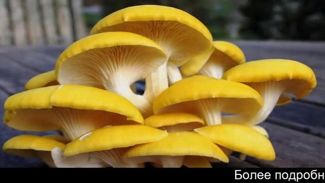 Домашняя грибница цена смотреть онлайн