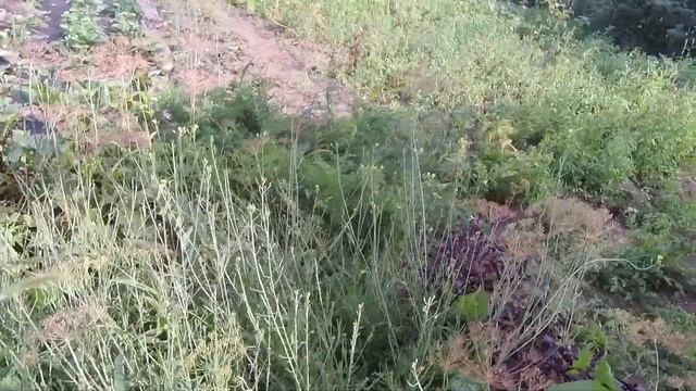 МОЙ ОГОРОД НА ПЕСКЕ. Урожай и уход на проблемном огороде. смотреть онлайн