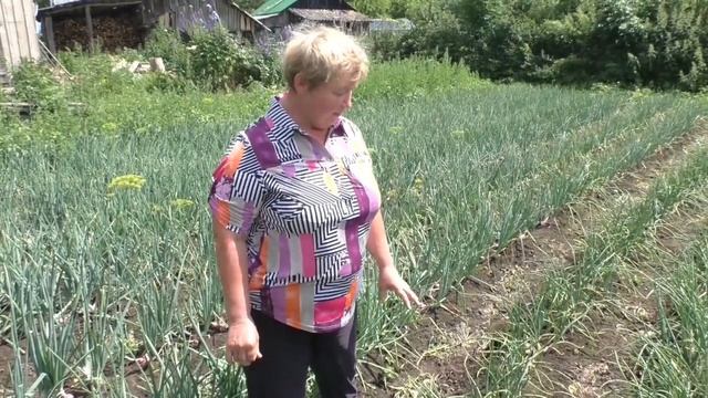 Обзор лука от подписчиков - сравнение сортов
