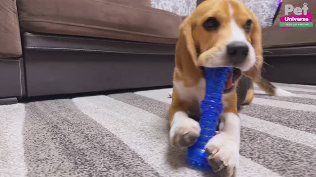 PU3070BE Игрушка для собак Pet Universe Грызак палка кусалка со звуком пищалкой 18х5 см смотреть онлайн