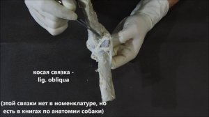 плечевой, локтевой и запястный суставы (на примере лошади), особенности локтевого сустава собаки