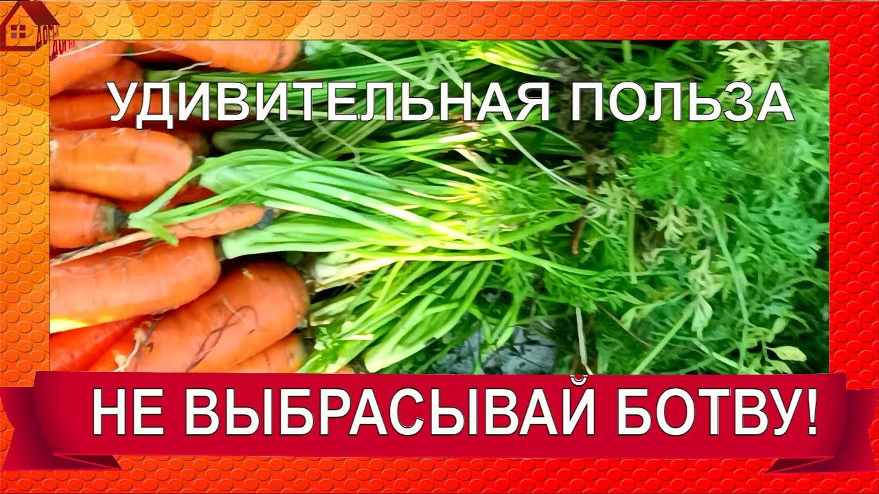 НЕ ВЫБРАСЫВАЙТЕ МОРКОВНУЮ БОТВУ! СДЕЛАЙТЕ ПОЛЕЗНЫЙ ЧАЙ! Польза и вред, приготовление