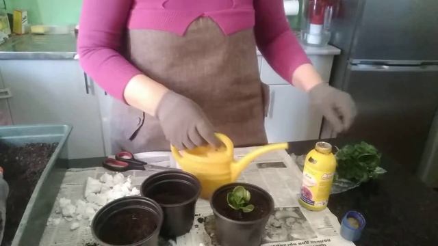 Агрикола Аква, лучшее для цветущих растений. Пересаживаем цветы. смотреть онлайн