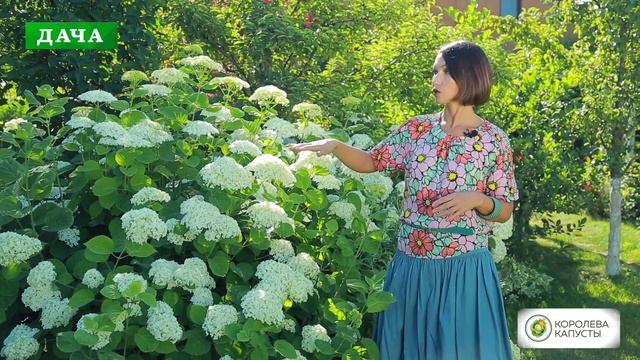 ГОРТЕНЗИЯ ДРЕВОВИДНАЯ - посадка, уход, размножение смотреть онлайн