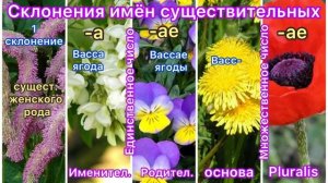 ЛАТИНСКИЙ ЯЗЫК: морфология// имя существительное