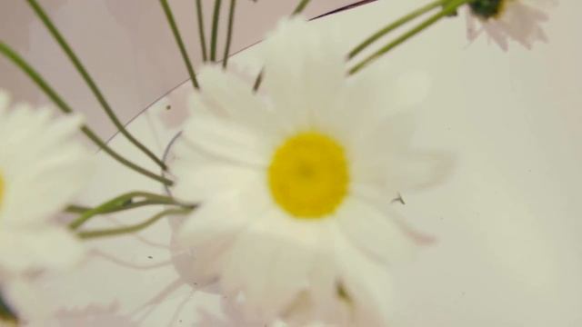 Ромашка садовая смотреть онлайн