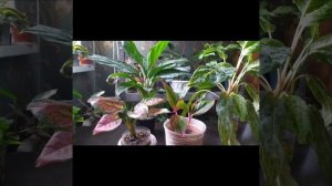 Комнатные цветы?ОБЗОР?УХОД ЗА АГЛАОНЕМОЙ