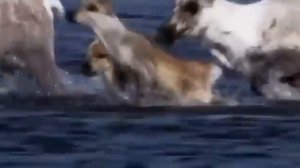 Любэ_Может знает лес