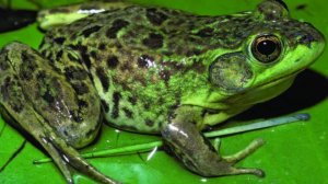 Что будет если удалить Windows.exe