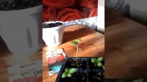 Пеларгония Бланка