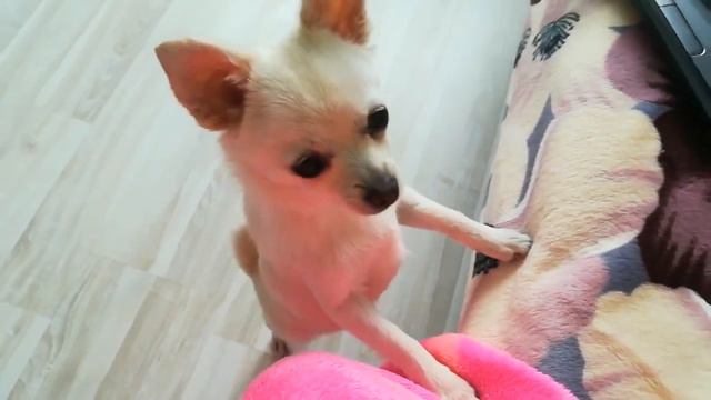 Любимая игрушка. Favorite toy. смотреть онлайн