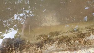 Мини пруд на даче. Часть 1. Подготовка, заливаем воду, помещаем растения.