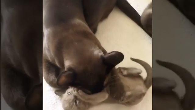 Котята породы Корат смотреть онлайн