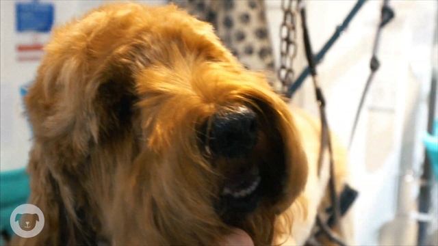 How to Trim a Dog's Eyes ? BASIC TRIMMING Tutorial #doggrooming #dogfacetrim #doggroomingtutuorial смотреть онлайн