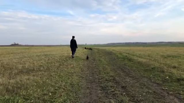 Цвергпинчеры на большой прогулке смотреть онлайн