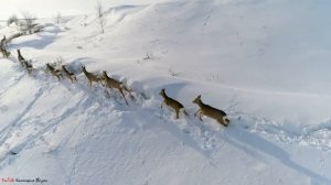 Косули возле деревни | Групповой образ жизни косули в зимнее время