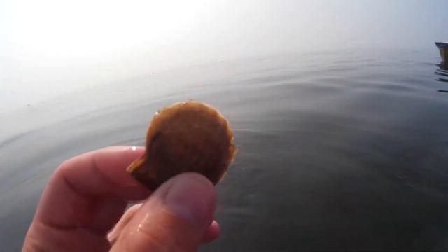 Поднял ногой со дна МОРСКОГО ГРЕБЕШКА, а затем выпустил его снова в море. Хорлы смотреть онлайн