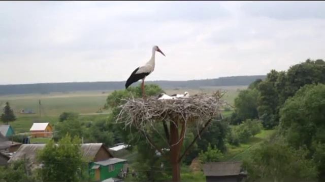 Беларусь,г Толочин смотреть онлайн
