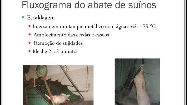 Aula 07: Inspeção Sanitária do Abate de Suínos смотреть онлайн